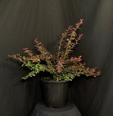 Berberis thunbergii 'Bailone' - Ruby Carousel® Barberry