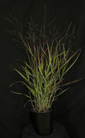 Panicum virgatum 'Ruby Ribbons' - Ruby Ribbons Switch Grass