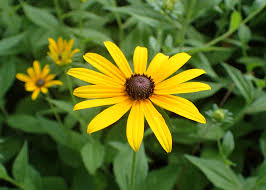 Rudbeckia hirta - Orange Daisy