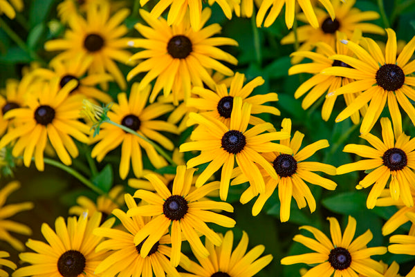 Rudbeckia hybrid 'Treasure Trove' - Treasure Trove Black-Eyed Susan