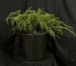 Microbiota decussata - Russian Cypress