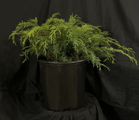 Microbiota decussata - Russian Cypress