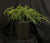Microbiota decussata - Russian Cypress