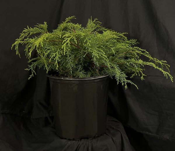 Microbiota decussata - Russian Cypress