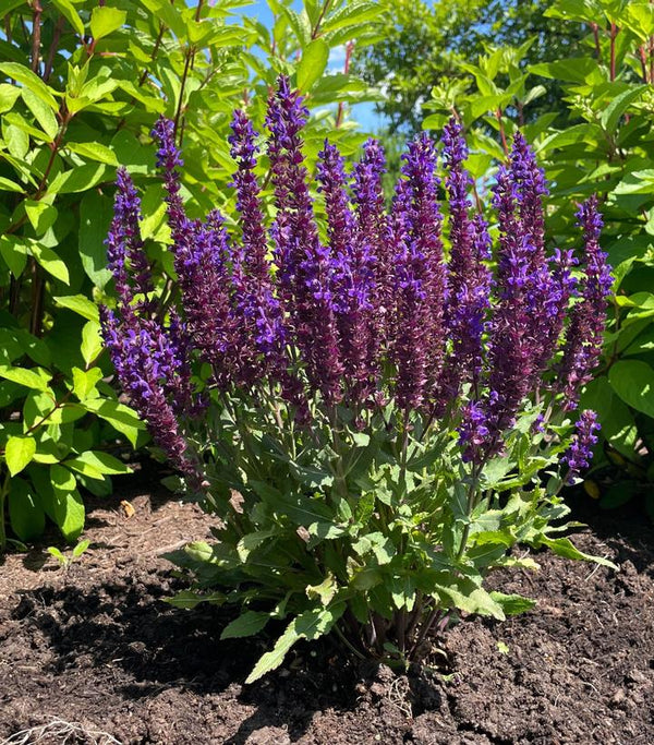 Salvia nemorosa 'Balsalpur154' - Perpetual Purple™ Meadow Sage
