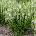 Salvia nemorosa 'White Profusion' - White Profusion Perennial Salvia