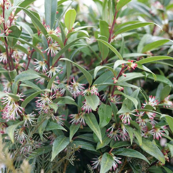 Sarcococca hookeriana 'Purplerij1'  - Sweet & Lo™ Fragrant Sweet Box