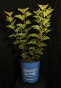Physocarpus opulifolius 'Savannah Sunset' - Savannah Sunset™ Ninebark