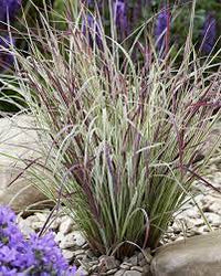 Schizachyrium scoparium 'Chameleon' - Chameleon Little Bluestem