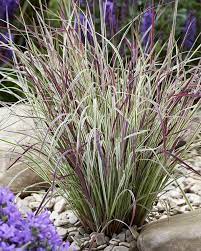 Schizachyrium scoparium 'Chameleon' - Chameleon Little Bluestem