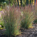 Schizachyrium scoparium 'Jazz' - Jazz Little Bluestem