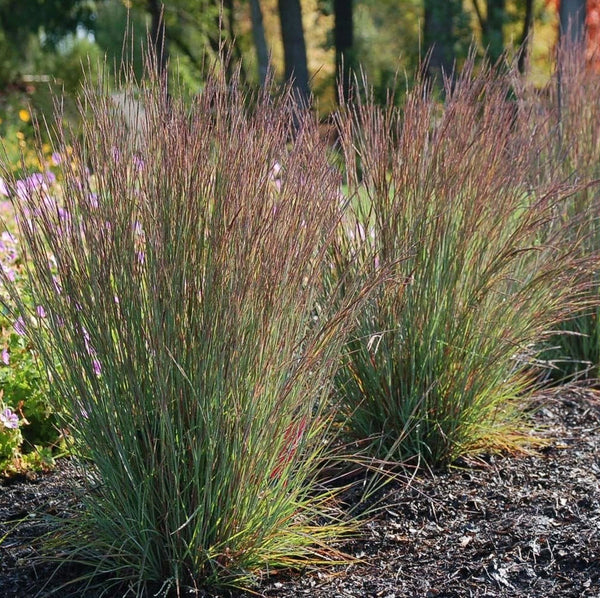 Schizachyrium scoparium 'Jazz' - Jazz Little Bluestem