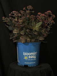 Sedum x ‘Holtpupasras095’ - Puff Pastry™ Raspberry Stonecrop