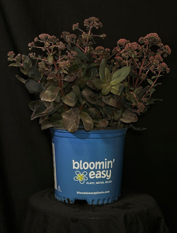 Sedum x ‘Holtpupasras095’ - Puff Pastry™ Raspberry Stonecrop