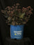 Sedum x ‘Holtpupasras095’ - Puff Pastry™ Raspberry Stonecrop