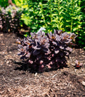 Sedum x ‘Holtpupasras095’ - Puff Pastry™ Raspberry Stonecrop