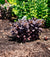 Sedum x ‘Holtpupasras095’ - Puff Pastry™ Raspberry Stonecrop