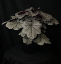 Heuchera 'Smoke and Mirrors' - Smoke and Mirrors Coral Bells
