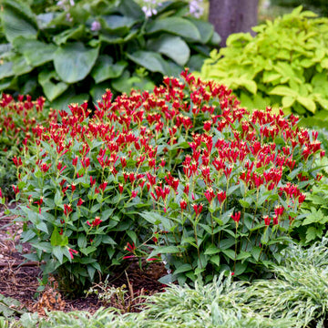 Spigelia marilandica 'Apple Slices' - Apple Slices Spigelia