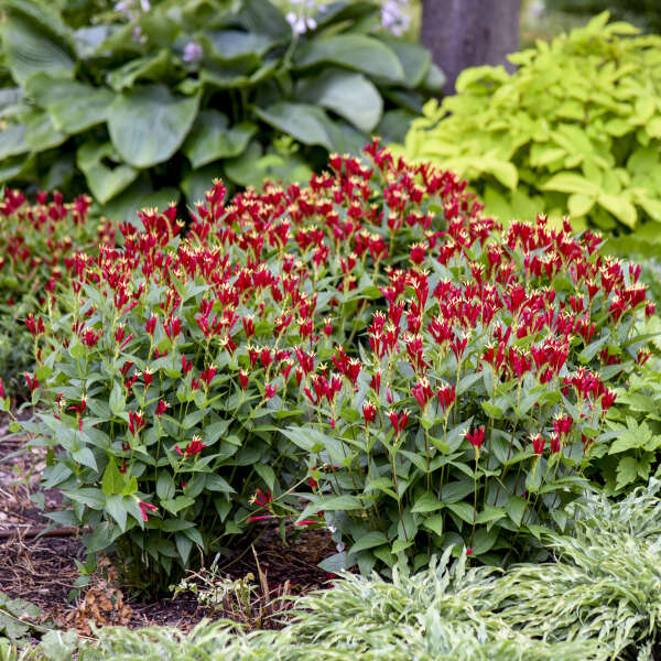 Spigelia marilandica 'Apple Slices' - Apple Slices Spigelia