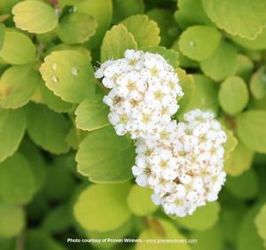 Spiraea betulifolia 'Tor Gold' - Glow Girl® Birch Leaf Spirea
