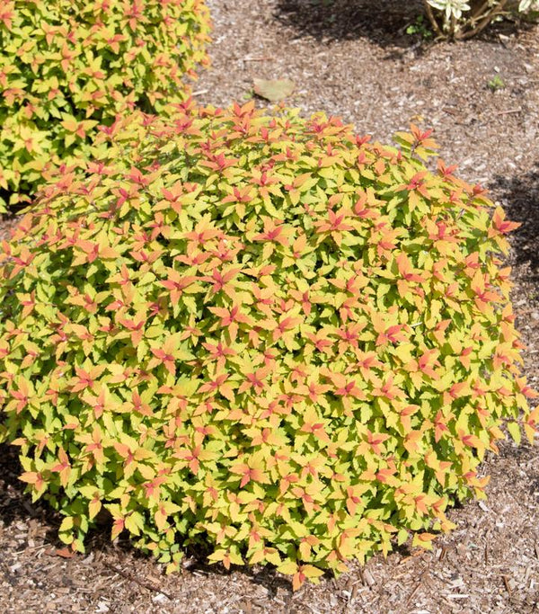 Spiraea japonica 'Matgold' - Rainbow Fizz™ Japanese Spirea