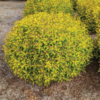 Spiraea japonica 'Golden Select' - Pineapple Poprocks® Japanese Spirea