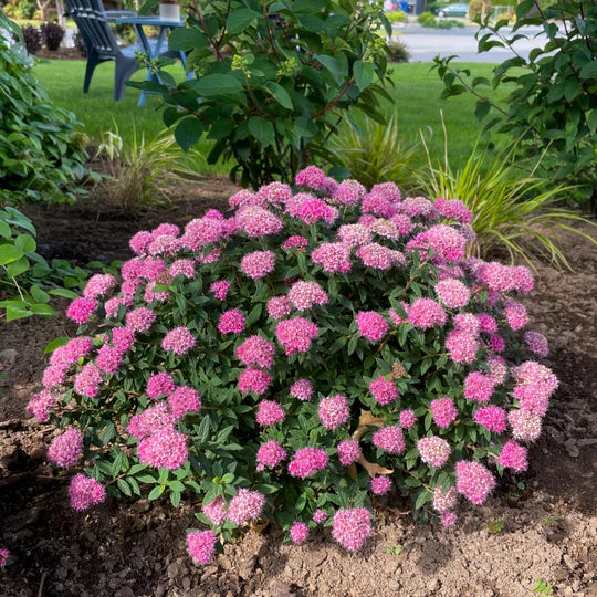 Spiraea japonica 'Odessa' - Poprocks® Petite Japanese Spirea