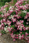 Spiraea japonica 'Shirobana' - Shirobana Spirea