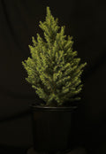Picea 'Kotumachagi' - Spruce It Up™ Spruce