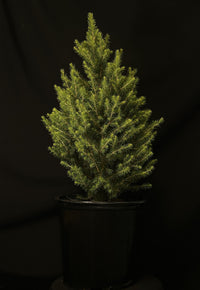 Picea 'Kotumachagi' - Spruce It Up™ Spruce