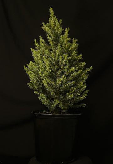 Picea 'Kotumachagi' - Spruce It Up™ Spruce