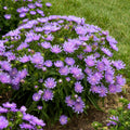 Stokesia laevis 'Riptide' - Riptide Stokes Aster