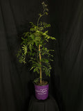 Wisteria macrostachya 'Betty Matthews' - Summer Cascade™ Wisteria
