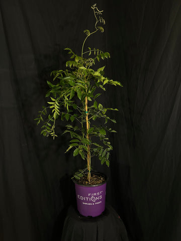 Wisteria macrostachya 'Betty Matthews' - Summer Cascade™ Wisteria