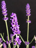 Lavandula angustifolia Sweet Romance® - Sweet Romance® Lavender