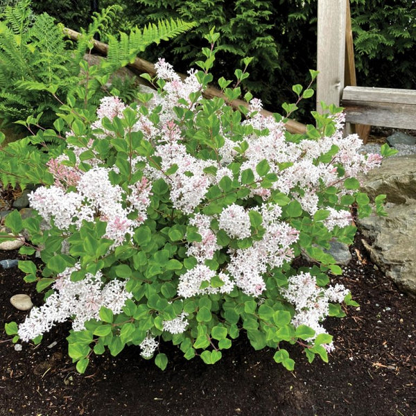 Syringa meyeri ‘JDB123‘ - Pearl Potion™ Lilac