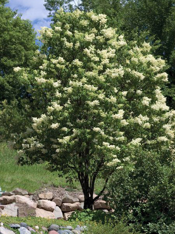 Syringa reticulata 'Ivory Silk' Multi-Stem - Ivory Silk Lilac Multi-Stem