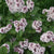 Syringa x 'SMNSDTP'   Baby Kim® Standard - Baby Kim® Lilac Standard