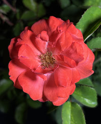 Rosa 'Meidrifora' Standard - The Coral Drift® Rose Standard