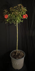 Rosa 'Meidrifora' Standard - The Coral Drift® Rose Standard