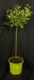 Rosa 'Radtko' Standard - The Double Knock Out® Standard