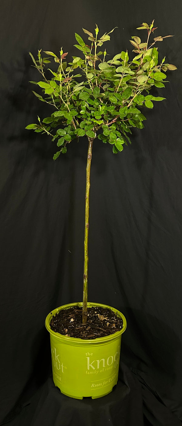 Rosa 'Radtko' Standard - The Double Knock Out® Standard