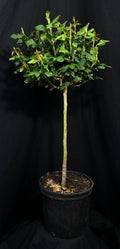 Rosa 'Meibenbino' Standard - The Petite Knock Out® Standard