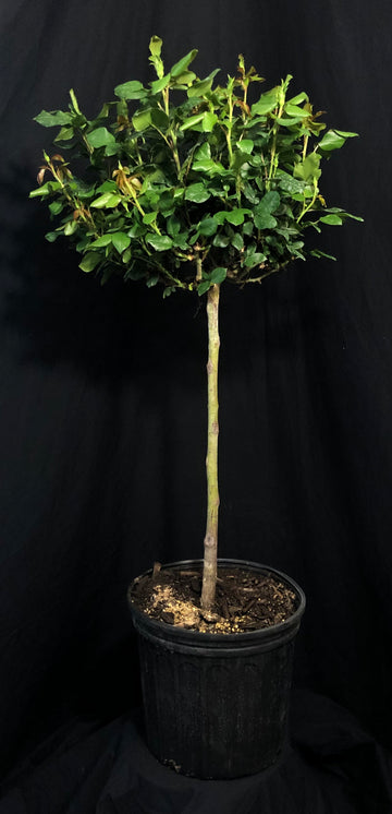 Rosa 'Meibenbino' Standard - The Petite Knock Out® Standard
