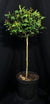 Rosa 'Meibenbino' Standard - The Petite Knock Out® Standard