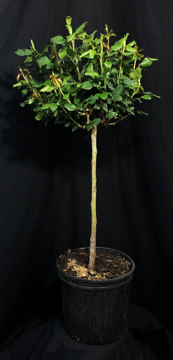 Rosa 'Meibenbino' Standard - The Petite Knock Out® Standard