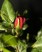 Rosa 'Meibenbino' Standard - The Petite Knock Out® Standard