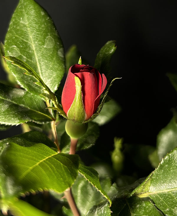 Rosa 'Meibenbino' Standard - The Petite Knock Out® Standard