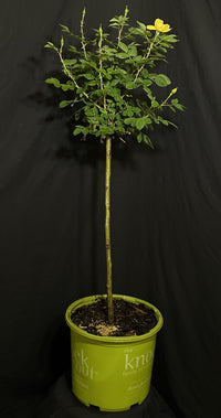 Rosa 'Radsunny' Standard - The Sunny Knock Out® Rose Standard